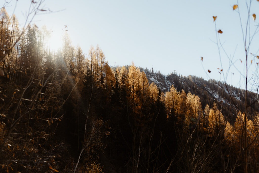 The sun shines through the trees on a Brorrick.