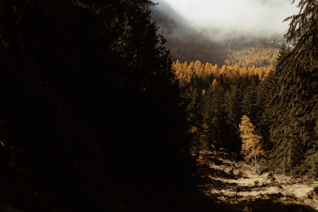 The picturesque forest of Brorrick Mountain is home to a dense collection of imposing trees, creating a fascinating landscape within the mountains.