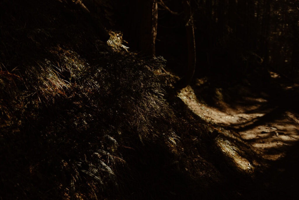 The shadow of a tree on a trail near Mount Brorrick in the woods.