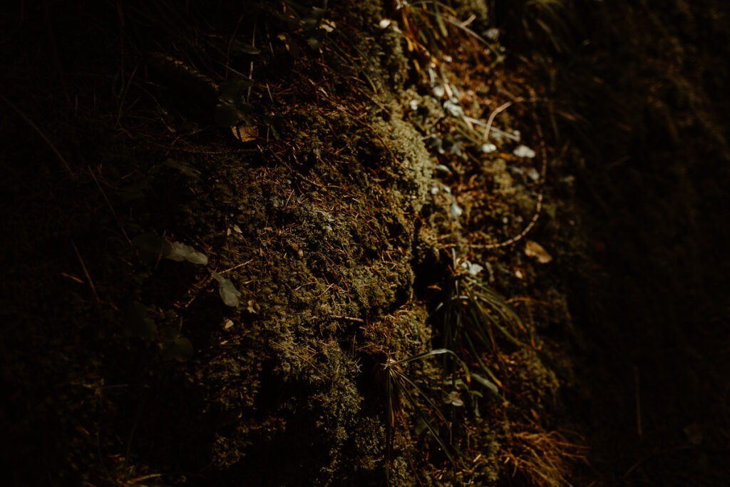 A moss-covered rock in the dark of Brorrick Mountain.