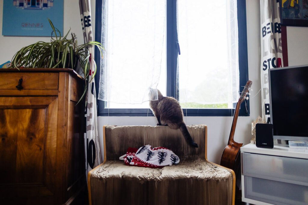 Un chat gris est assis sur un banc couvert, regardant par une fenêtre lumineuse ; une plante, une guitare et une télévision se trouvent à proximité dans une pièce confortable.